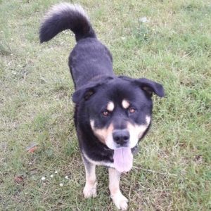 Bruno, a Rottweiler/Husky Cross