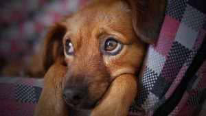 dog-3071334_1920