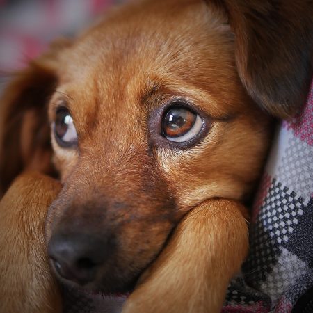 Provide medicine to a cat or dog