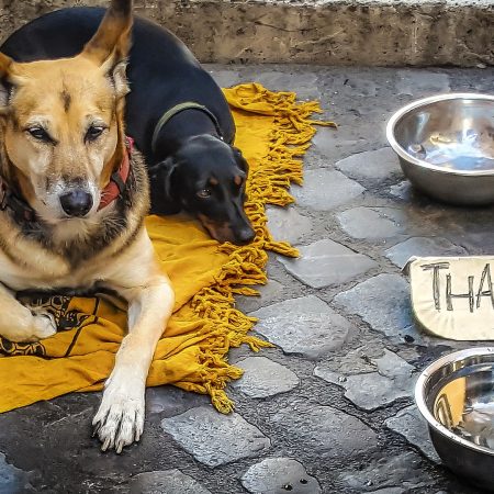 Feed a dog or cat